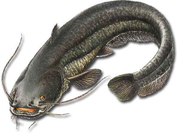 Сом для детей