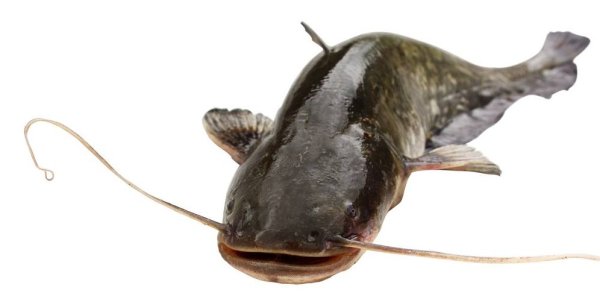 Обыкновенный (Европейский) сом