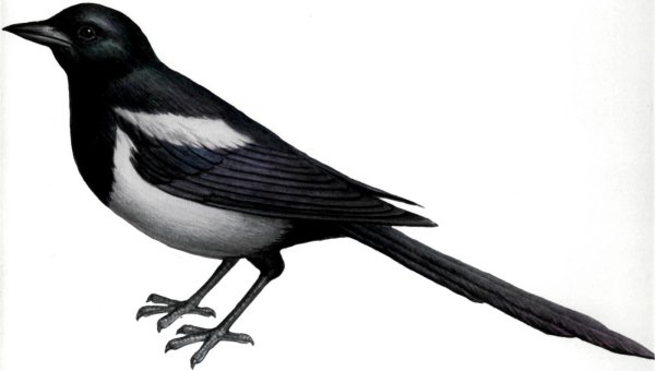 Картинка сорока для детей на белом фоне