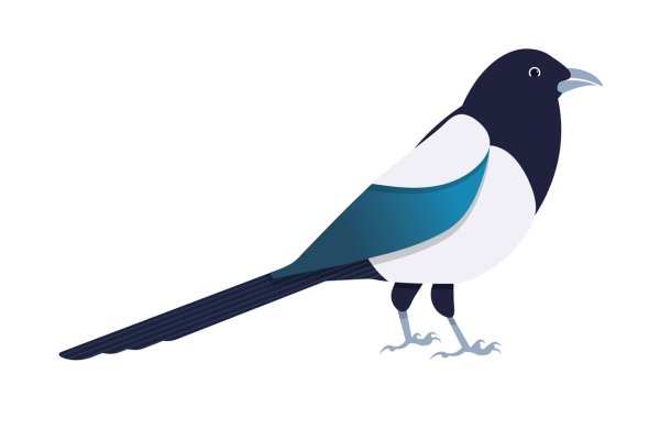 Сорока картинка для детей на прозрачном фоне