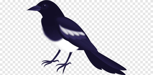 Сорока на прозрачном фоне