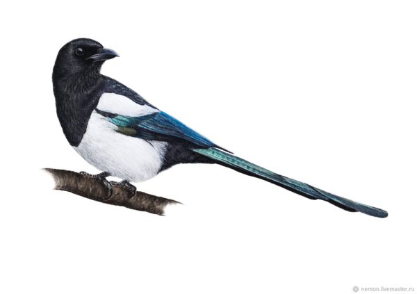Сорока на белом фоне