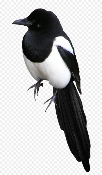 Сорока на белом фоне