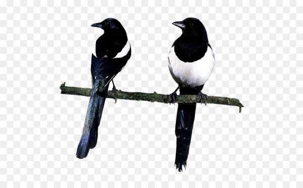 Сорока анимация