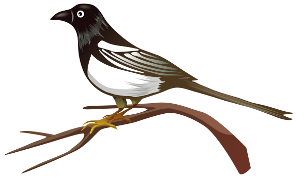 Картинка сороки для детей цветная