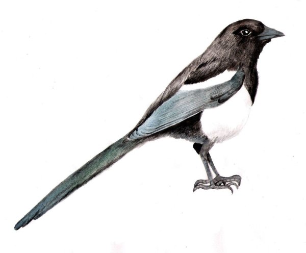 Сорока рисунок