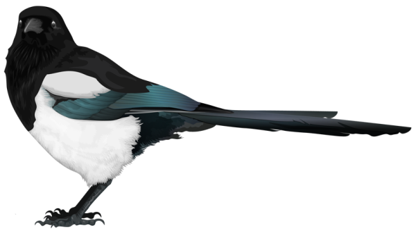 Сорока на белом фоне для детей
