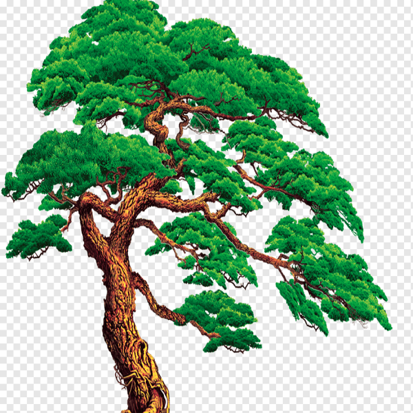 Дерево сосна для детей