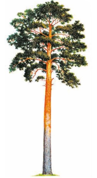 Сосна для детей на прозрачном фоне