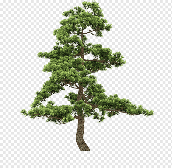 Дерево кедр на белом фоне