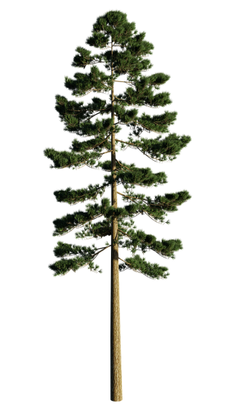 Сосна на белом фоне