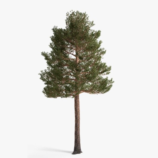 Крона сосен сбоку