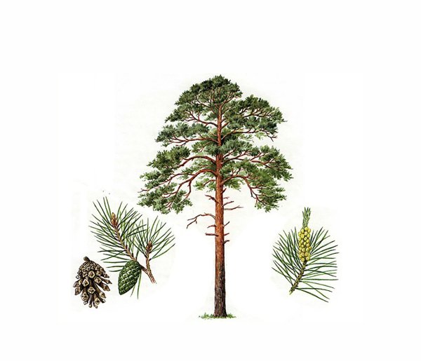 Сосна обыкновенная