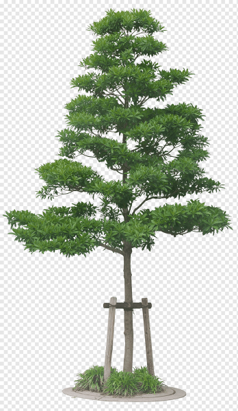 Сосны напрозраном фоне