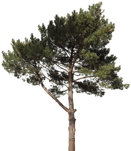 Сосна обыкновенная на белом фоне