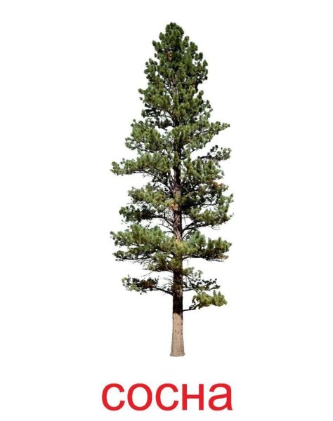 Дерево сосна для детей