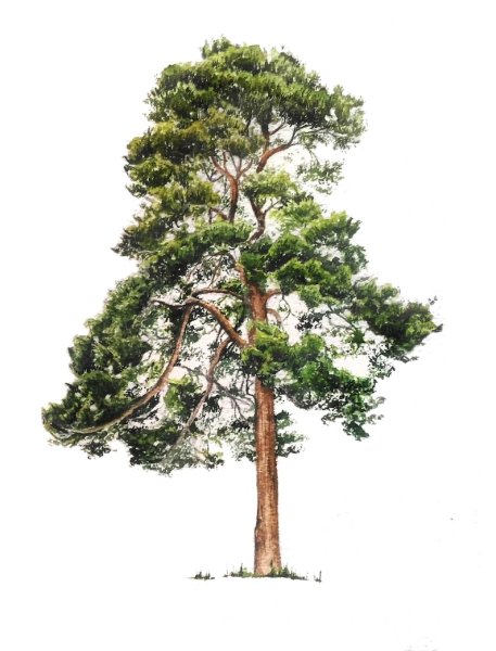Дерево сосна