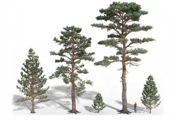 Сосна обыкновенная(Pinus д.) шишка