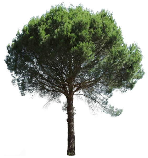 Сосна Эльдарская вектор