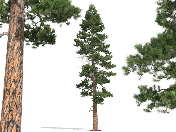 Крона сосен сбоку