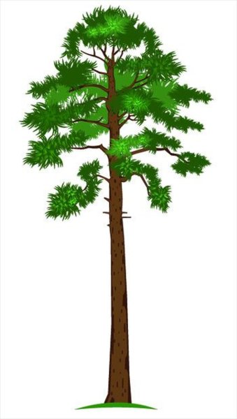 Дерево сосна для детей