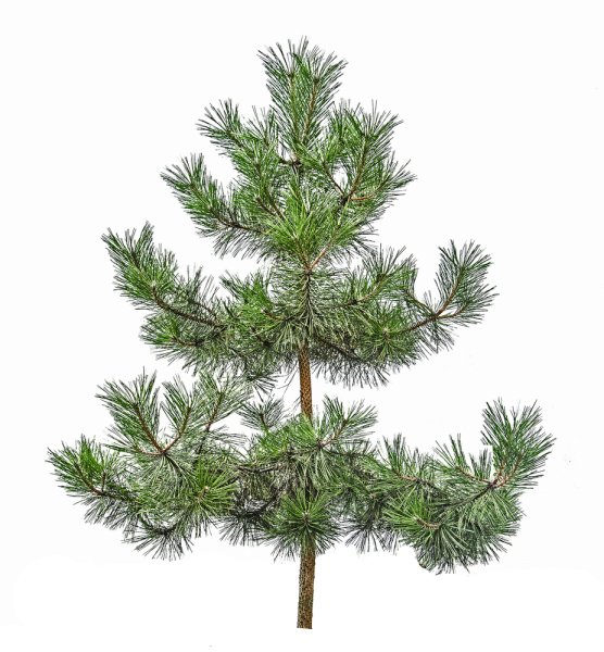 Сосна для дошкольников