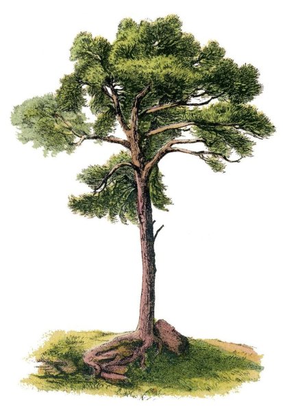 Сосна для детей