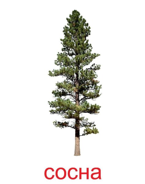 Сосна для детей