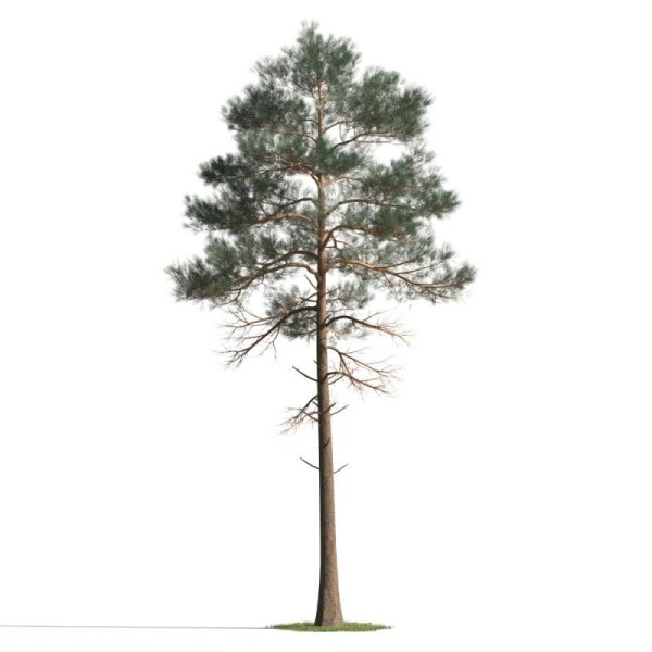 Сосна на прозрачном фоне