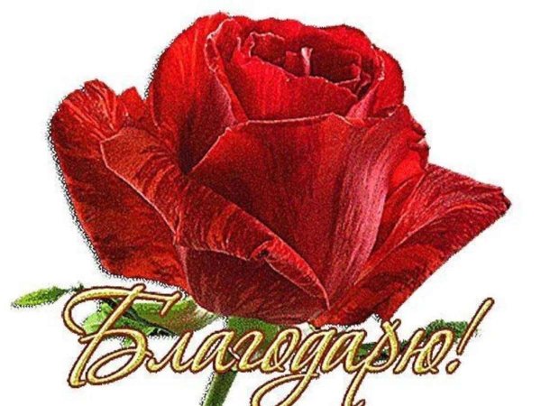 Спасибо розы