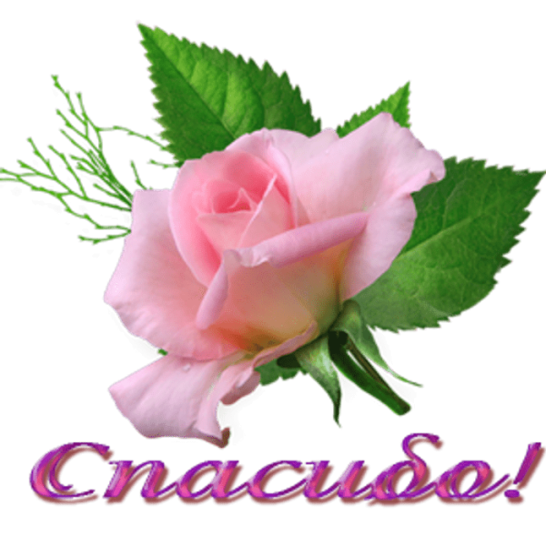 Спасибо розы