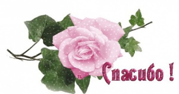 Спасибо очень красивые цветочки