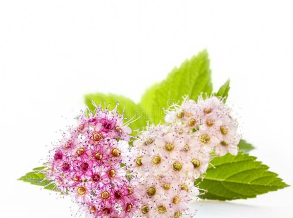 Спирея на белом фоне