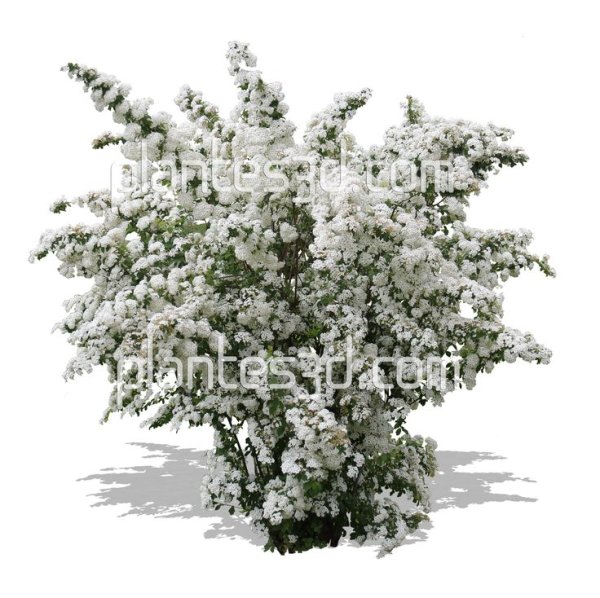 Спирея Вангутта (Spiraea vanhouttei)