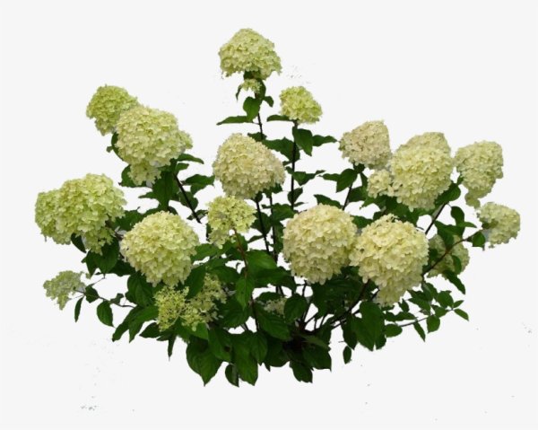 Гортензия метельчатая Лаймлайт на белом фоне
