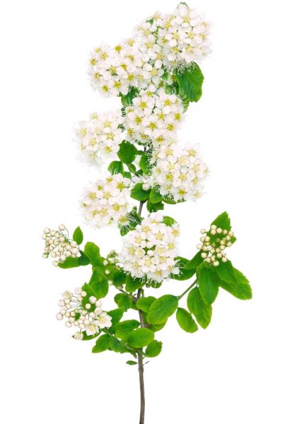 Спирея на белом фоне