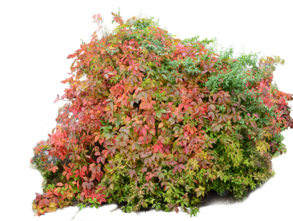 Барбарис Тунберга PNG