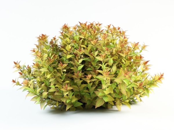 Спирея японская