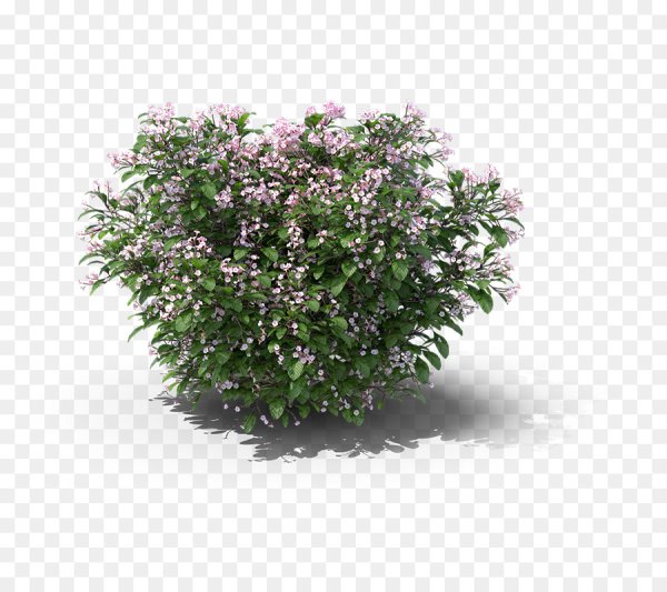 Спирея японская сверху