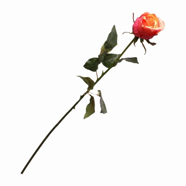 Стебель розы