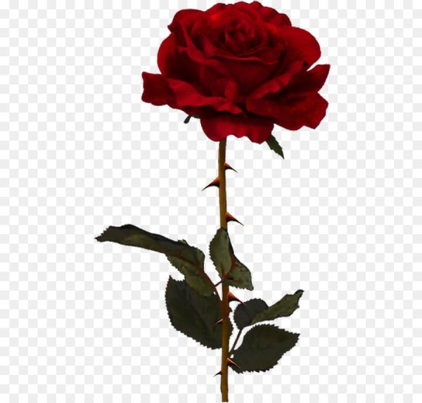 Роза с шипами на прозрачном фоне