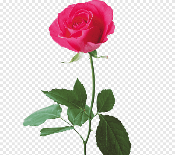 Стебель цветка