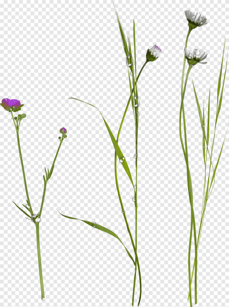 Полевые цветы на белом фоне