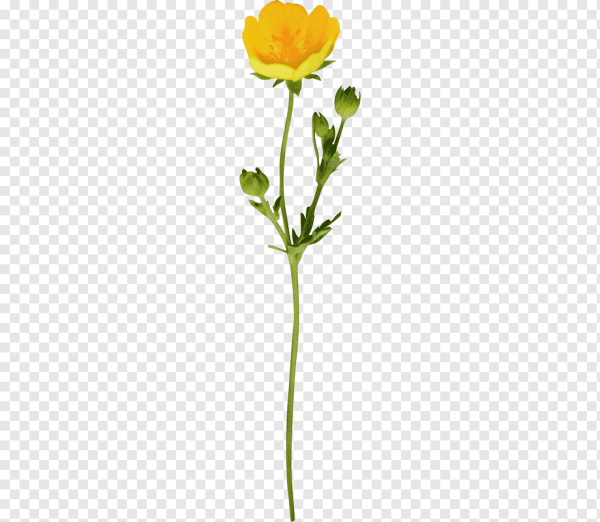 Цветок на стебле