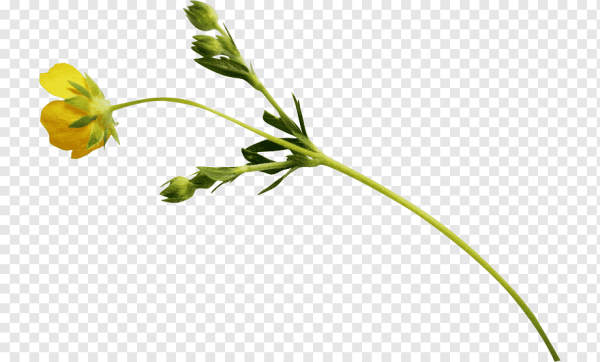 Стебли растений для фотошопа