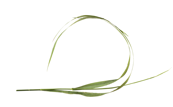 Травинки на прозрачном фоне