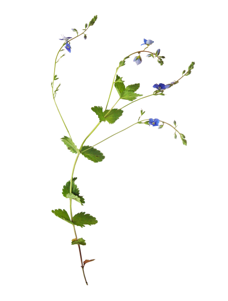 Стебель на белом фоне