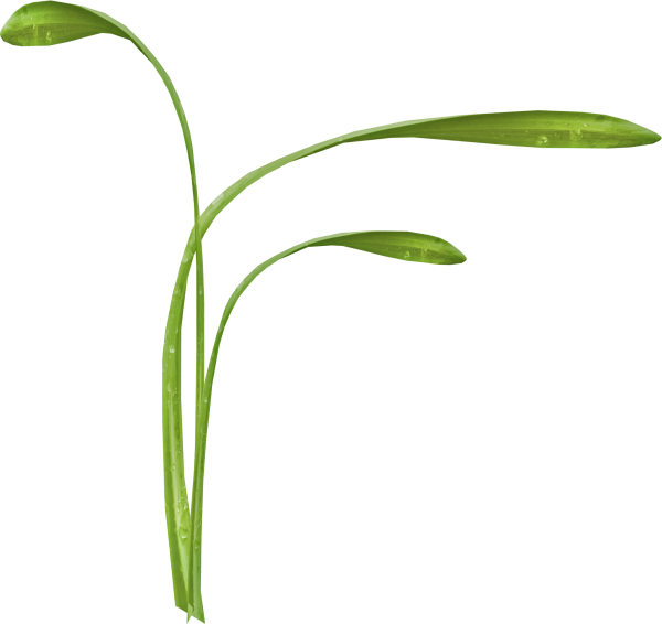 Стебель цветка