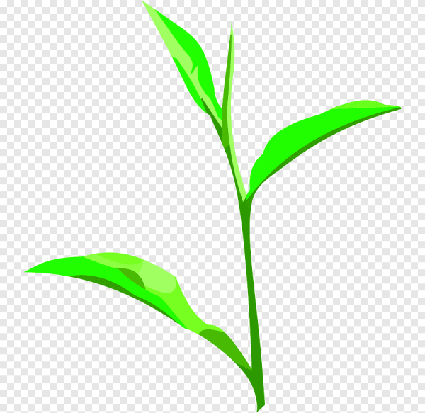 Стебель цветка