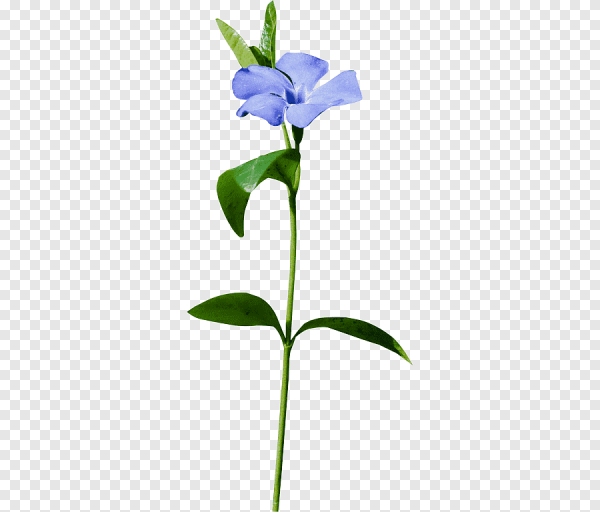 Цветок на стебле